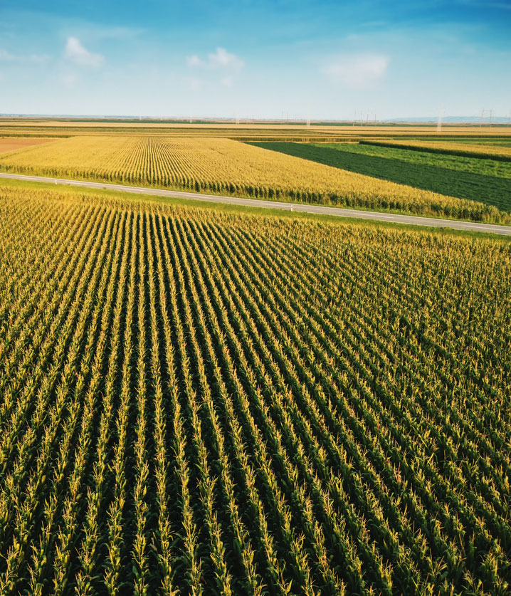 Photo of corn and soybean fields intersected by a 2-lane highway